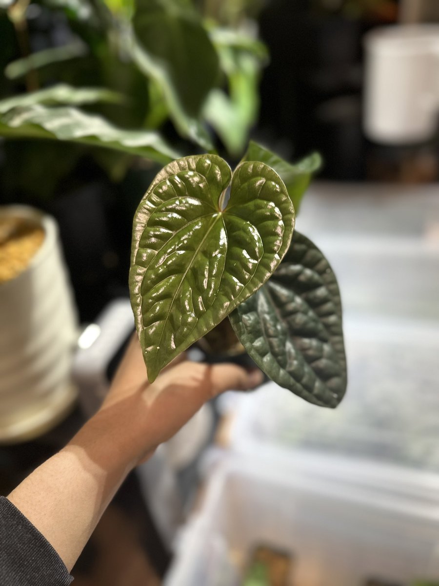 ③ルクスリアンス Anthurium luxurians 葉がボコボコな特徴の