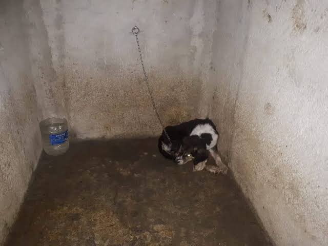 Ölmeyi bekliyor. Ya açlıktan ya kafasına vurularak ya zehirlenerek ya ayağı bacağı kırılarak… hepsinde de acı içinde… bu yasanın eksiğinin can taşıyan kalbi atan canı acıyabilen bu canlar tarafından ödenmesi kalbimi ağrıtıyor #BarinakÖlümDemek #yasayıvetoet