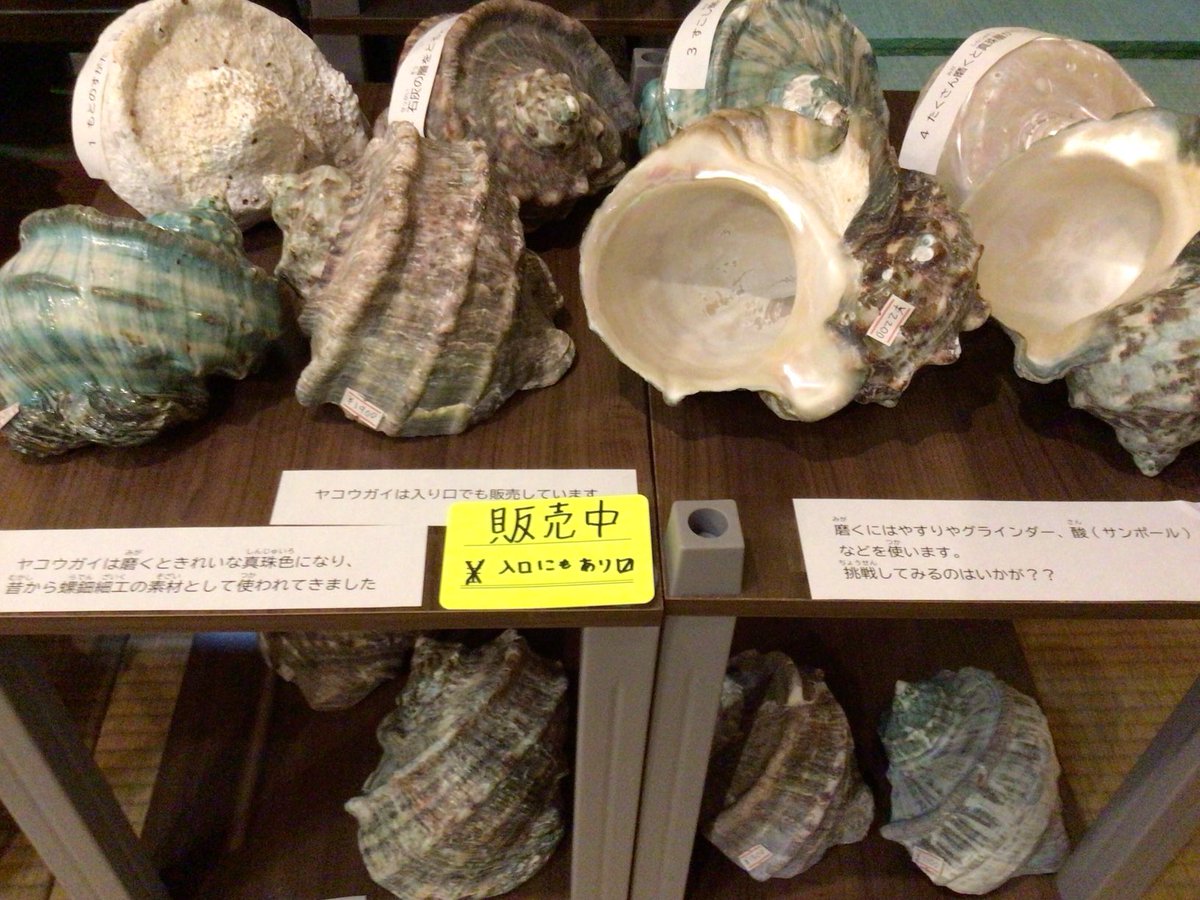 ヤコウガイ(夜光貝)】販売中 知り合いより譲ってもらったヤコウガイを 