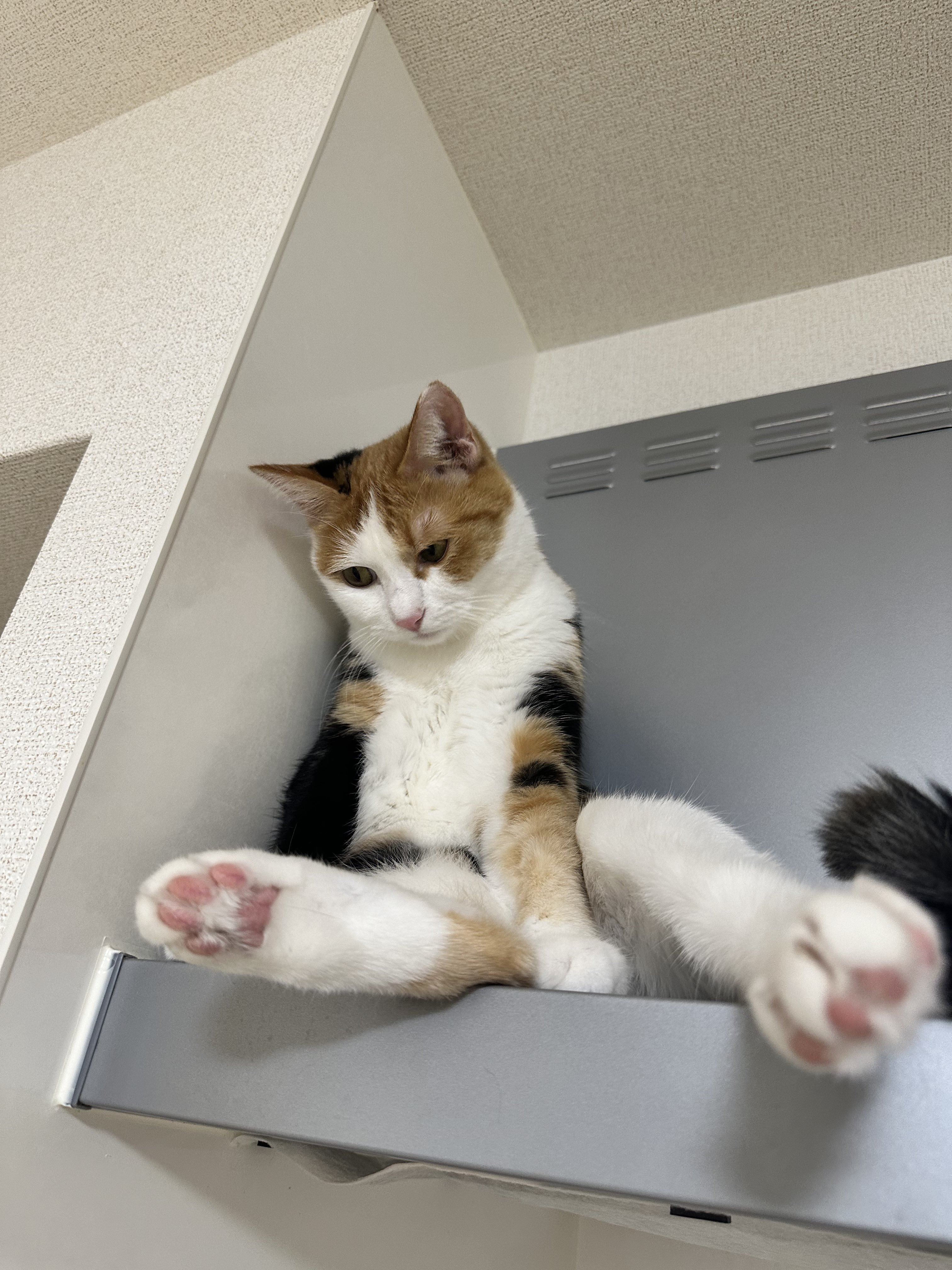 あずきなこ🐈🐾 (@kinaco0505_) / X