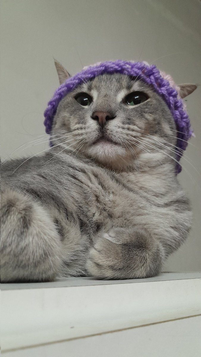 zemog_los's tweet photo. Tengo un gato precioso con sombrero y ustedes pobres? https://t.co/NUNNhF1PgC