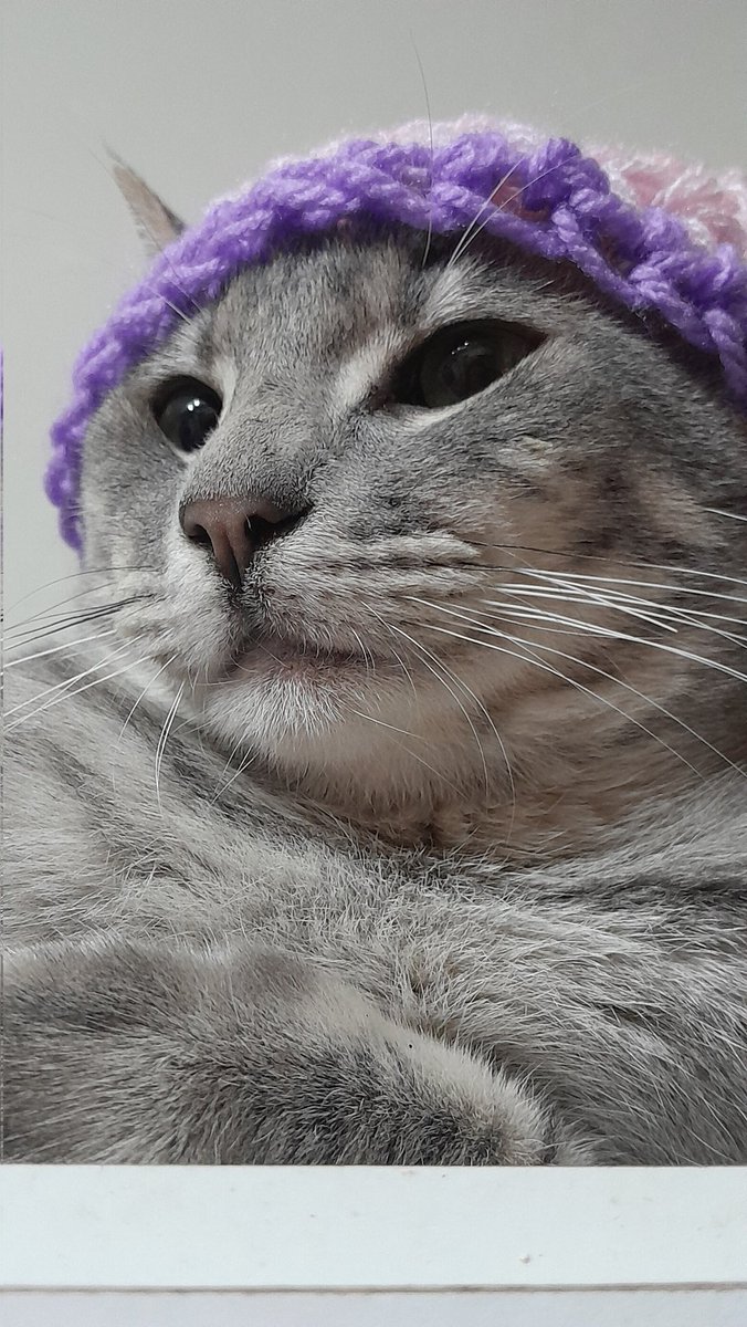 zemog_los's tweet photo. Tengo un gato precioso con sombrero y ustedes pobres? https://t.co/NUNNhF1PgC