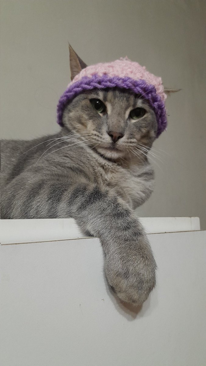 zemog_los's tweet photo. Tengo un gato precioso con sombrero y ustedes pobres? https://t.co/NUNNhF1PgC