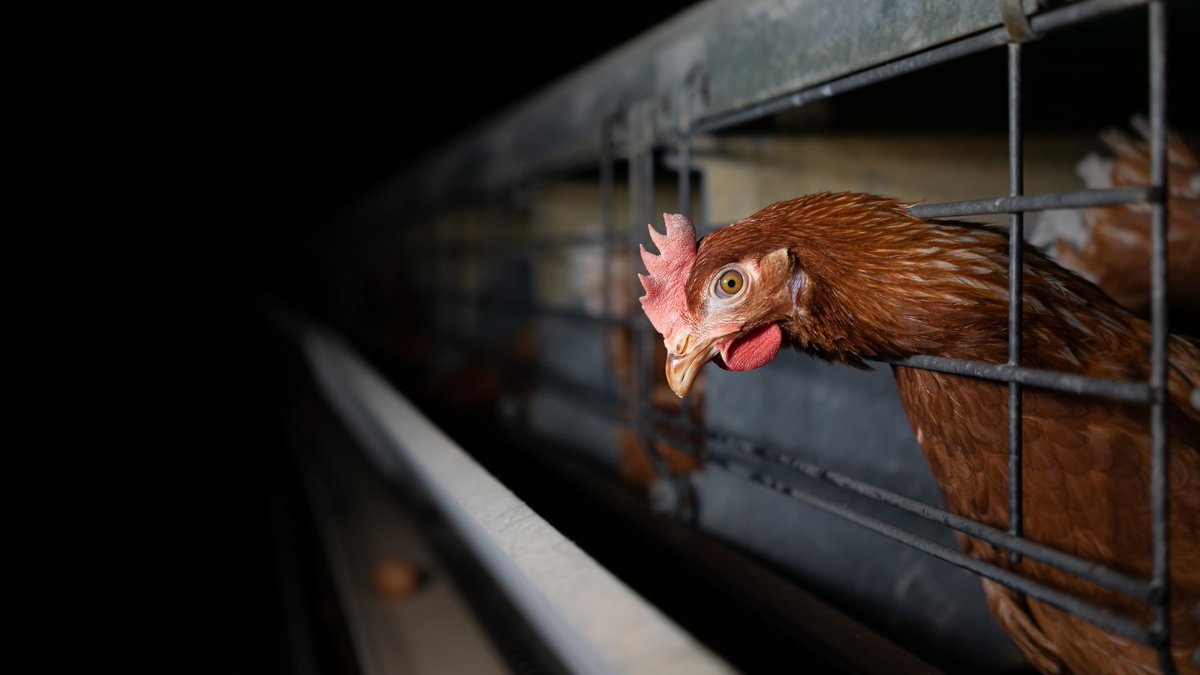 HSI Australia’s Animal Welfare Campaigner, Georgie Dolphin, explains what battery cages are, why we need to #CantheCage, and what YOU can do to help end the suffering of layer hens in Australia. Check out this weeks blog hsi.org.au/blog/why-eggs-… Image: Dillon Watkin