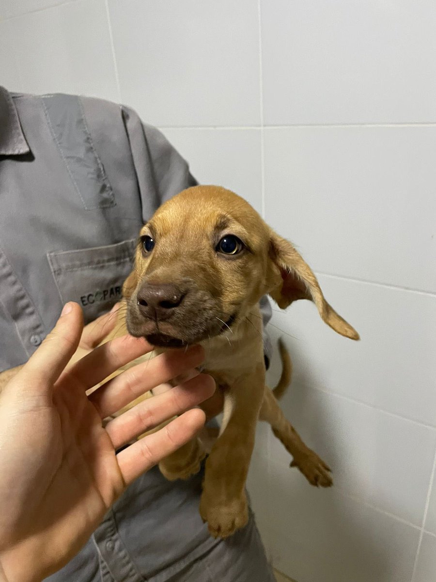 [GOIÂNIA] 
Amigos esses são os cachorrinhos que estamos cuidando no aterro, a mãezinha pariu 5, infelizmente 1 morreu hoje e não souberam me informar como…. Me ajudem por favor a conseguir lar para eles, preciso URGENTE tirá-los de lá 😭🙏🙏  Eles são de porte médio!