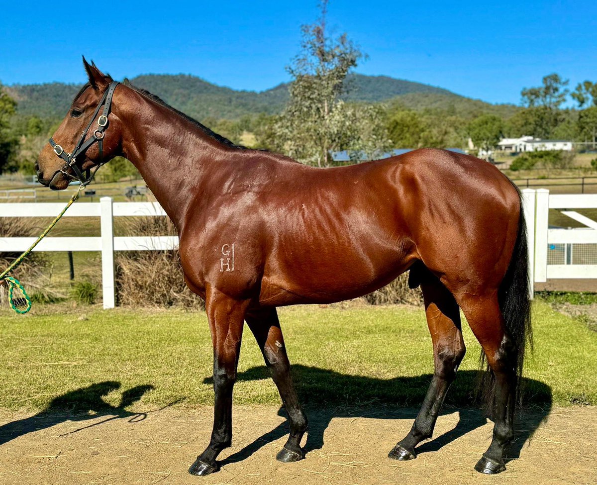 BishRacingOz's tweet photo. After 5 weeks in the paddock Swiss Exile returned to work last week ⁦⁦@toddjpollard⁩ https://t.co/CSeRdll8oI