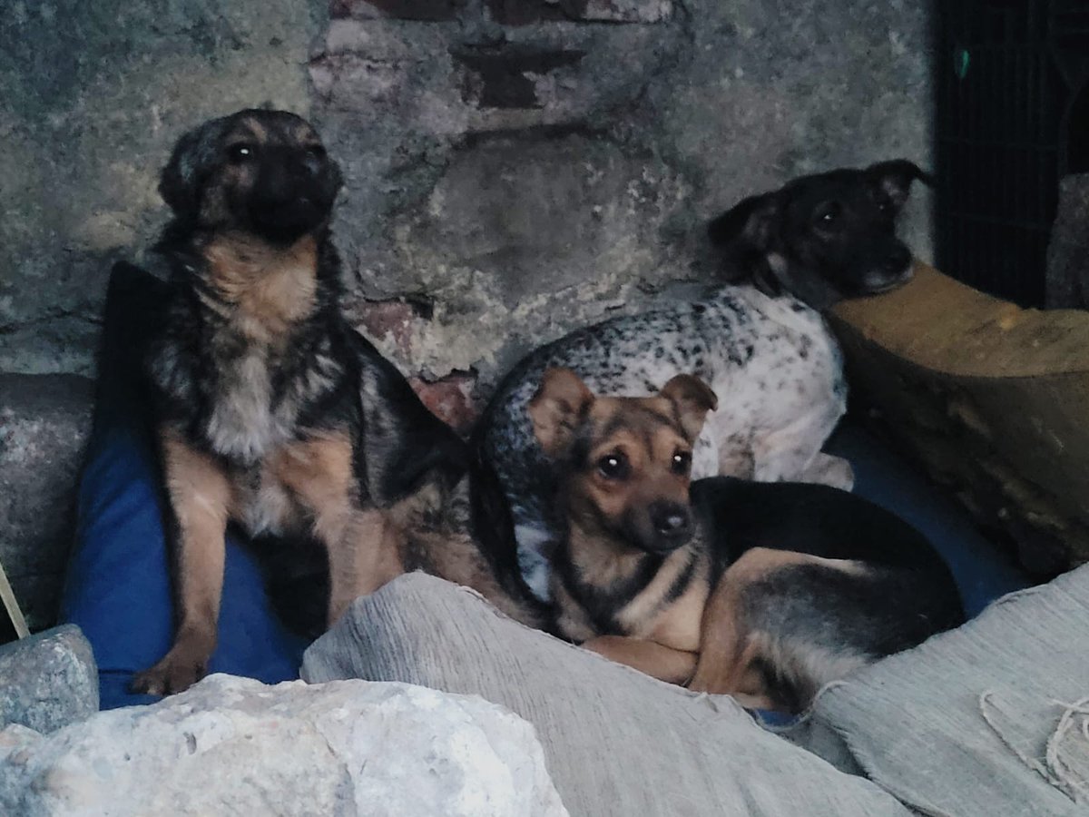 En el predio donde Huracán está armando su polideportivo hay ocho perros en situacion de abandono total. Estamos juntando con mucha urgencia donaciones para hacerles comida, no comen balanceado. Necesitamos también tránsito y adopciones. Esto es Parque Patricios, CABA.