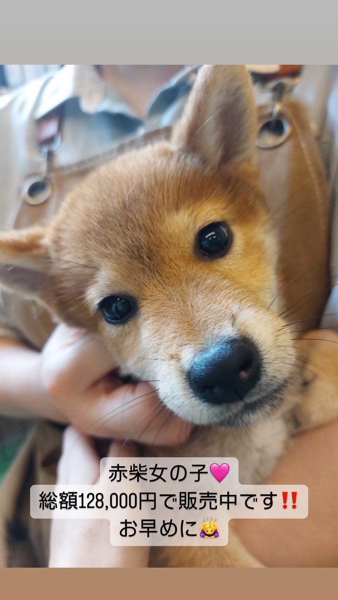 柴犬女の子お値段下げて販売中です🐕 #マシュマロパンダ #アニマルカフェ #柴犬 #販売 #群馬 #前橋