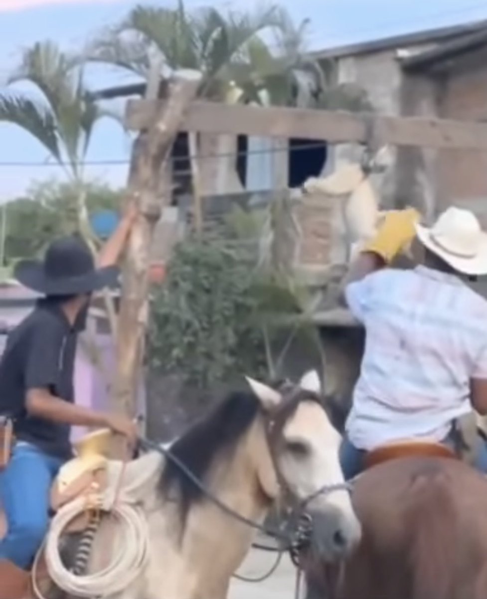 ramirosolorio's tweet photo. Acción criminal. 😡

Circula un video en internet, donde personas torturan y decapitan a un gato, esto fue en la Costa Chica, San Nicolás, Cuajinicuilapa, del estado de Guerrero.
En las imágenes se ve a varios hombres a caballo con el gatito amarrado, a quien golpean hasta arrancarle la cabeza.
Exijo a la @FGEGuerrero que abra una carpeta de investigación y que se castigue a los responsables, la sanción en nuestra entidad por maltrato animal es de 9 meses a 11 años de prisión.
¡Ya basta de maltrato animal!
¡Ya basta! 😡😡

@Mr_Civico