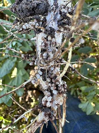 GRDC (@thegrdc) on Twitter photo Consultant Kirrily Condon <a href="/grassrootsag/">Grassroots Agronomy</a> told growers & agronomists at a GRDC–Brill Ag faba bean workshop that in the past 2yrs their clients in low-medium rainfall areas had only applied one fungicide spray to faba beans each year.
Find out how
👇👇👇
bit.ly/4c6QMu3 Consultant Kirrily Condon <a href="/grassrootsag/">Grassroots Agronomy</a> told growers & agronomists at a GRDC–Brill Ag faba bean workshop that in the past 2yrs their clients in low-medium rainfall areas had only applied one fungicide spray to faba beans each year.
Find out how
👇👇👇
bit.ly/4c6QMu3