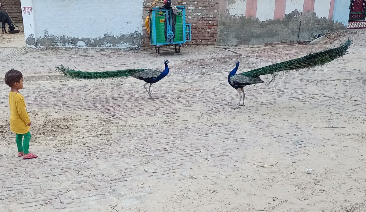 RAMESHI38099004's tweet photo. #GoodMorning
#Peocock
#masti https://t.co/poNOky5Cca