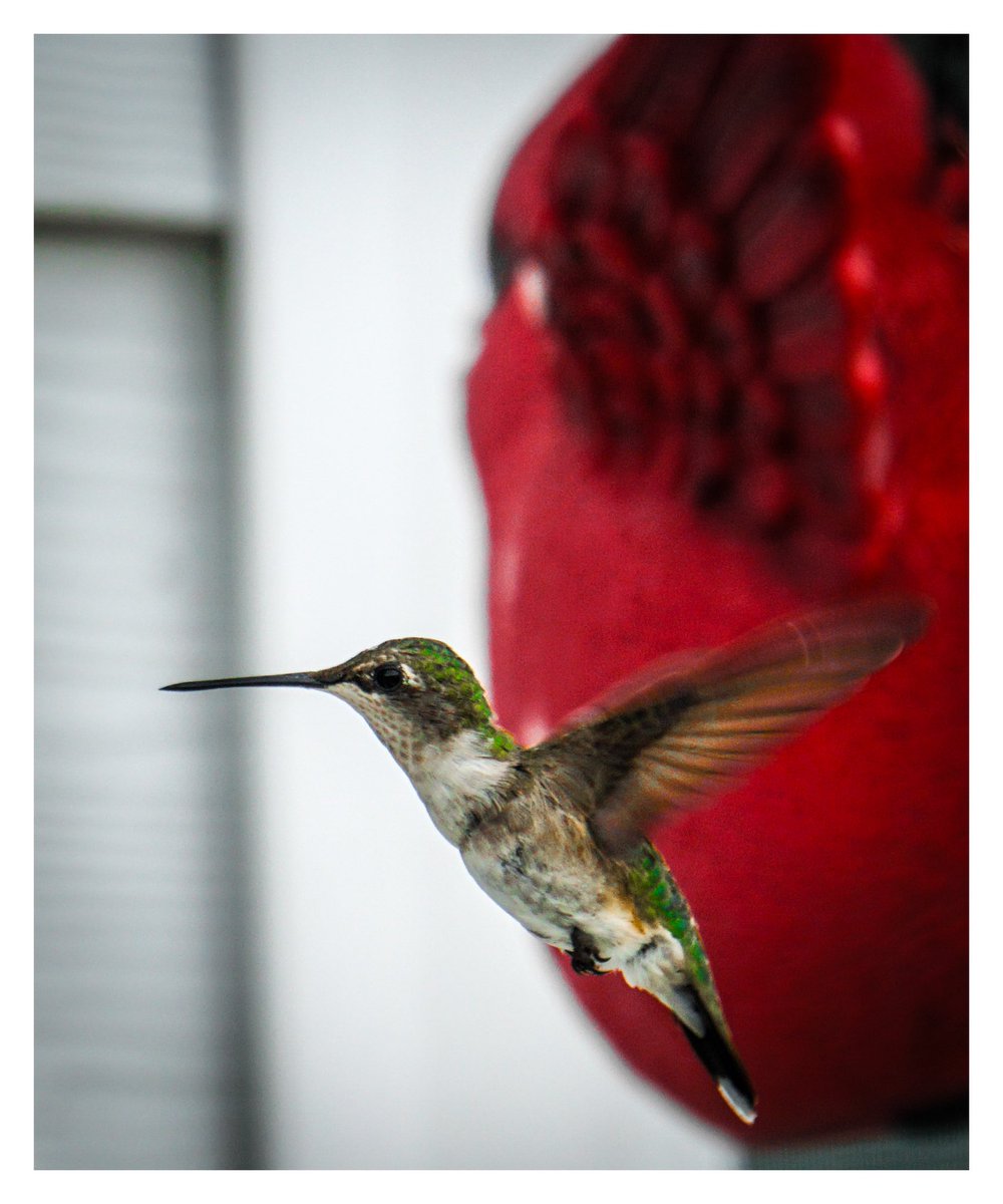 DrMarkJGonyea's tweet image. I was able to capture a few hummingbirds tonight … my hobby…  #hummingbirds #NaturePhotograhpy #sonya6000 #sonyAlpha #photography #nature