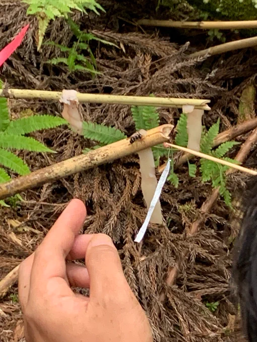 クロスズメバチの伝統的捕獲法「へぼ追い」に参加してきました。目印をつけたハチを目視で追って巣をみつけるという単純なもの。しかしやってみて山の中でハチを追い続ける体力と集中力、ハチの動きを予測する経験など一筋縄ではいかない匠の業だと実感しました。でんとうのちからってすげー 