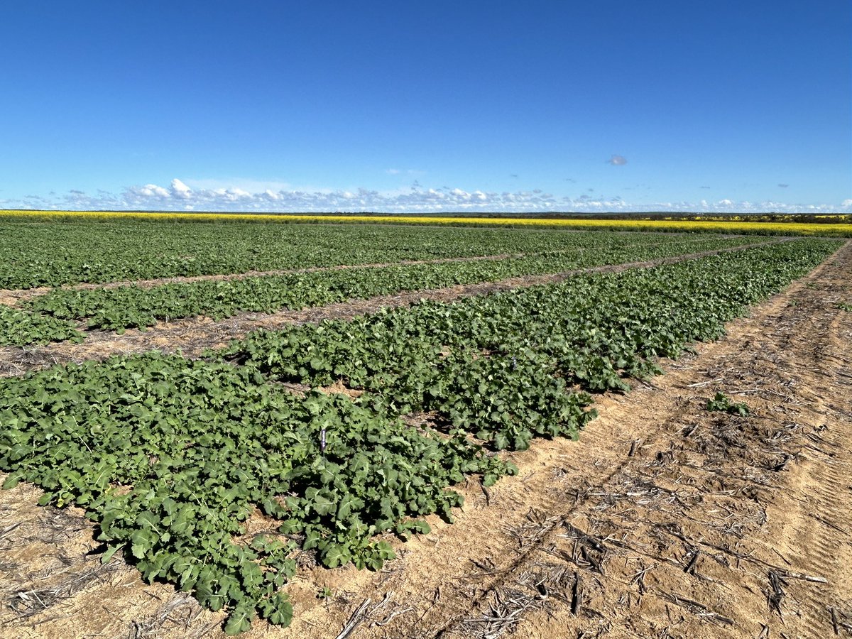 Brendon McAlpine, grower hosting impressive Hyola Innovation Systems Technology Trial, Latham WA encouraging GROWERS &amp; AGRONOMISTS to visit in Spring for the latest agronomic research. 👍🏻 <a href="/LiebeGroup/">Liebe Group</a> <a href="/McalpineBrendon/">Brendon McAlpine</a> <a href="/AgingAgro/">Andrew Heinrich</a> <a href="/PacificSeeds/">Pacific Seeds</a> <a href="/grantcropcircl1/">Grant Thompson</a> <a href="/hurgl1/">Tim Wilmshurst</a> <a href="/jsawyer97/">Jack Sawyer</a>