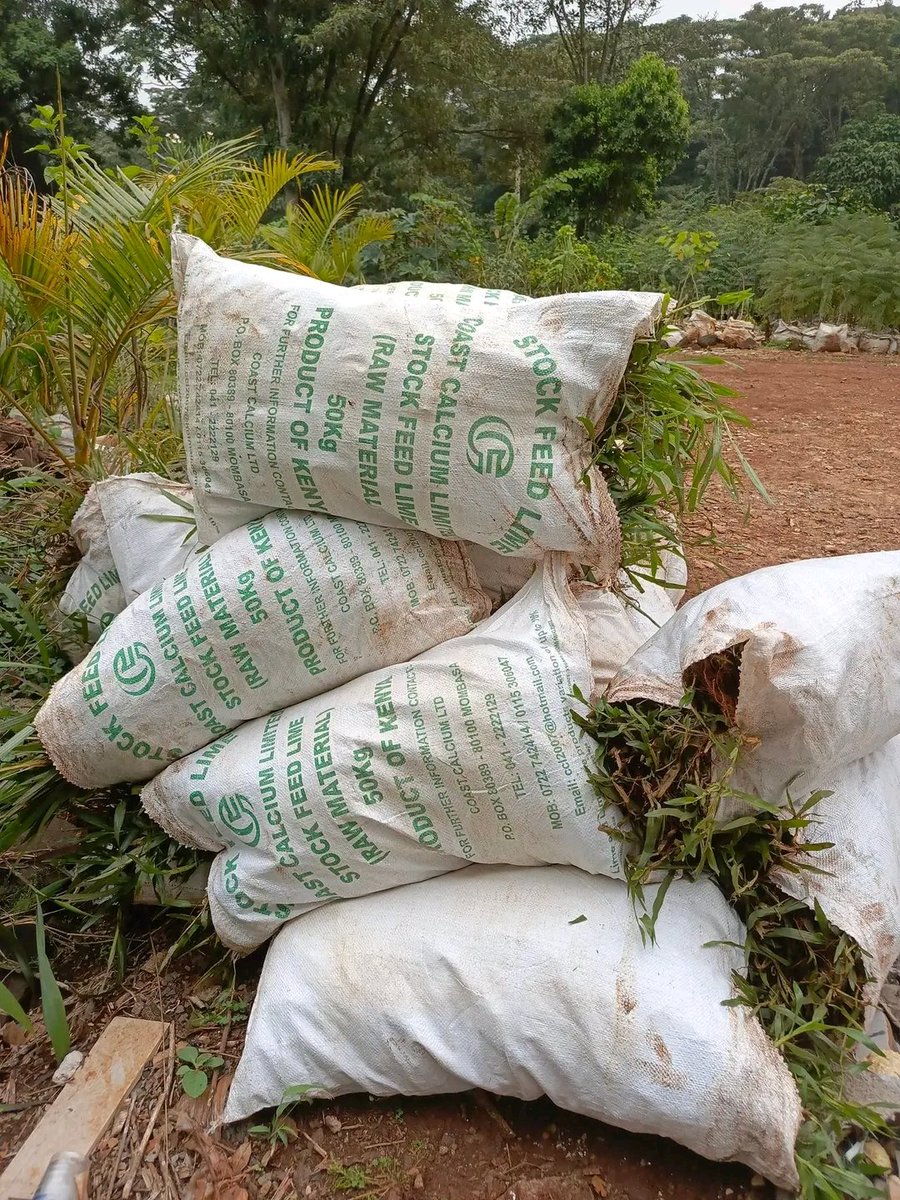 Are you looking forward to upgrade your compound with lawn grass? We have Green Pemba
Advantages are
  • It's drought resistant
  • Easy to maintain
  • Requires less watering
  • Dominates over weeds

Location: Near Shell Petrol Station, Karen End
We deliver
Tel: 0729223329