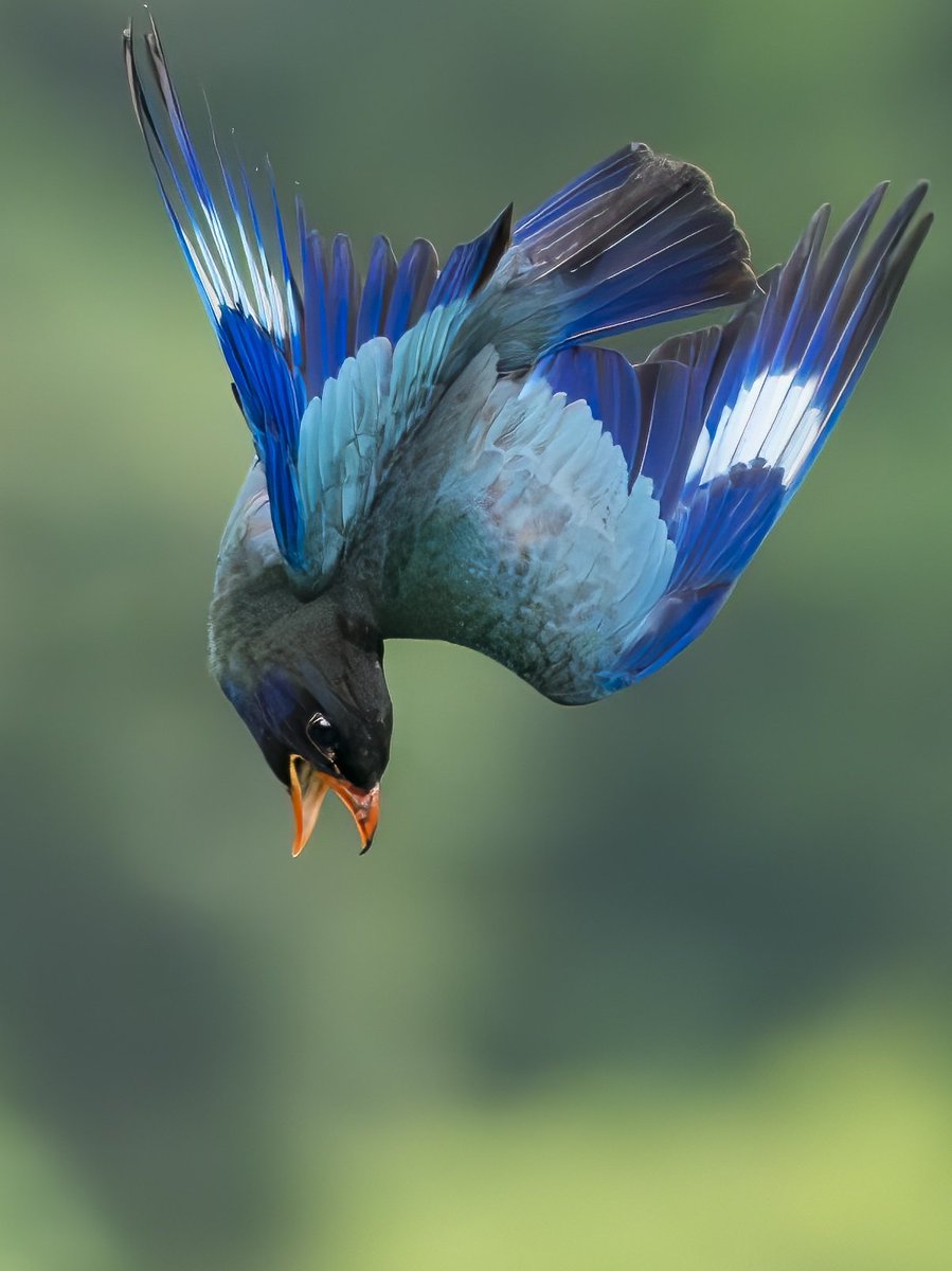 RC041's tweet image. 森の宝石、ブッポウソウ
これは獲物をフライングキャッチする瞬間では無くて、雛の餌を落っことして大慌てのブッポウソウママです😃