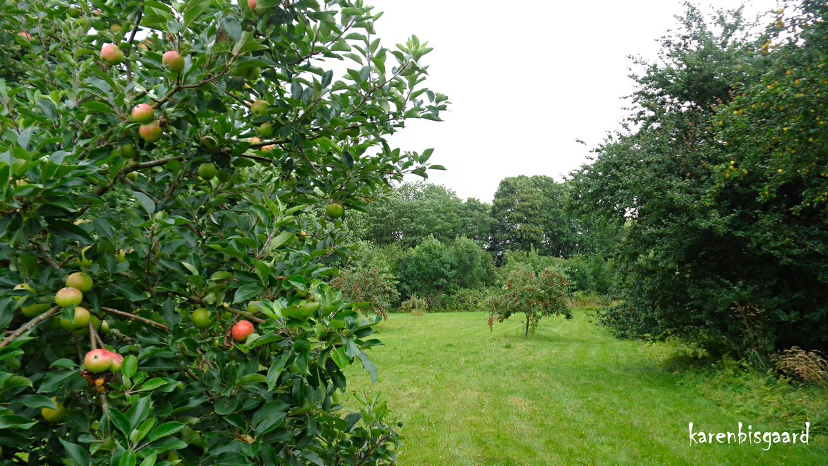 KarenBisgaard1's tweet image. karensnaturephotography.blogspot.com/2024/07/applet…
#appletrees #commonarea #villagearea