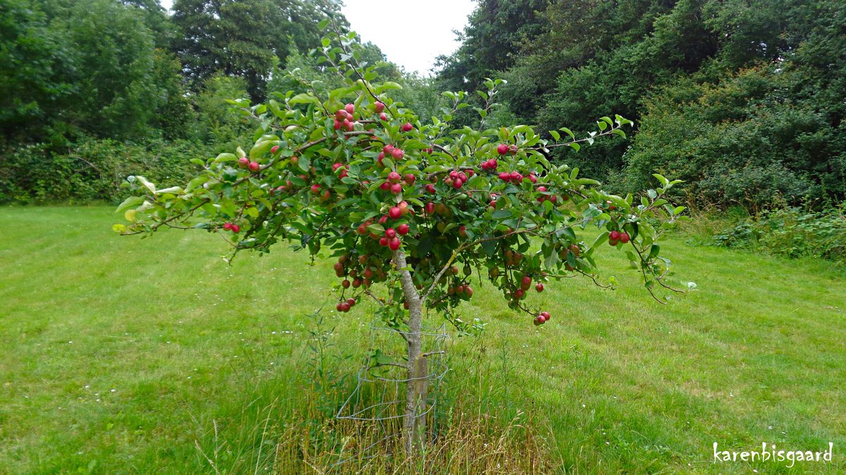 KarenBisgaard1's tweet image. karensnaturephotography.blogspot.com/2024/07/applet…
#appletrees #commonarea #villagearea