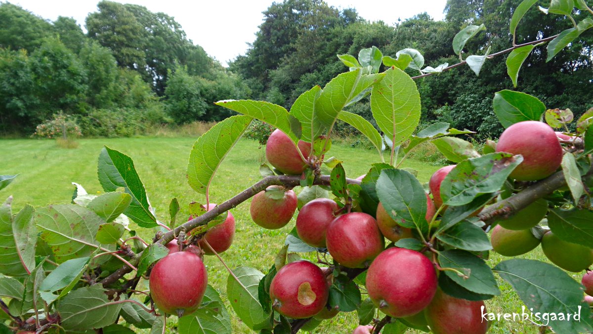 KarenBisgaard1's tweet image. karensnaturephotography.blogspot.com/2024/07/applet…
#appletrees #commonarea #villagearea