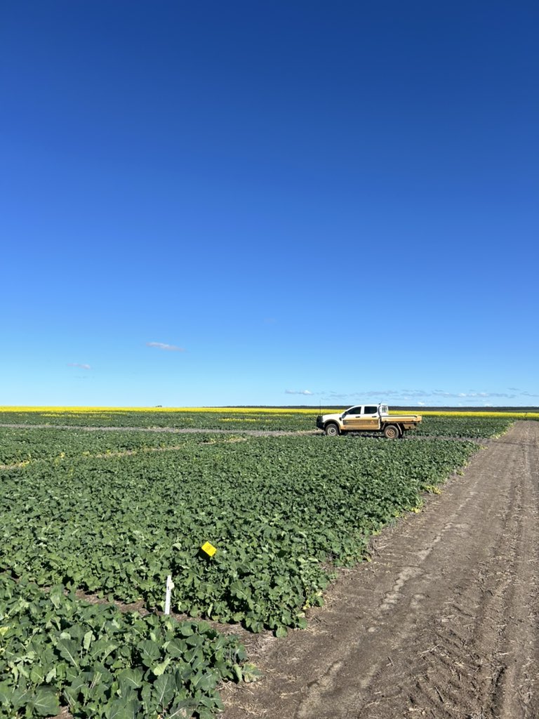 ben_leopold's tweet photo. Pearler of a day out Grass Patch NVT https://t.co/4gasFpErjB