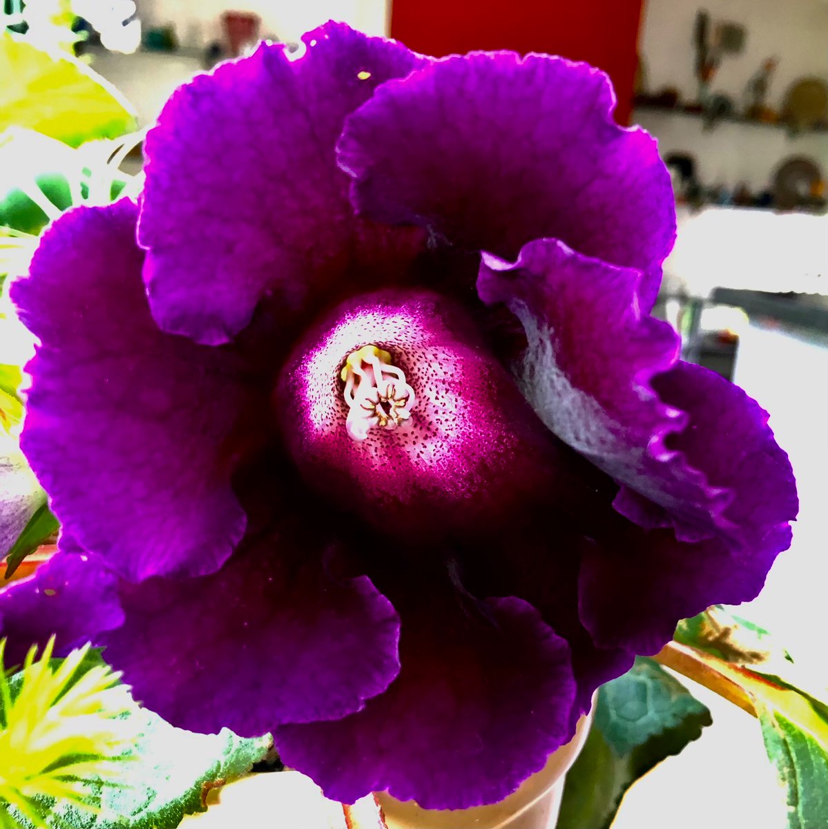 Gloxinias are +/- out of fashion, but I still like them 😍.  #Sinningia #Gesneriaceae
