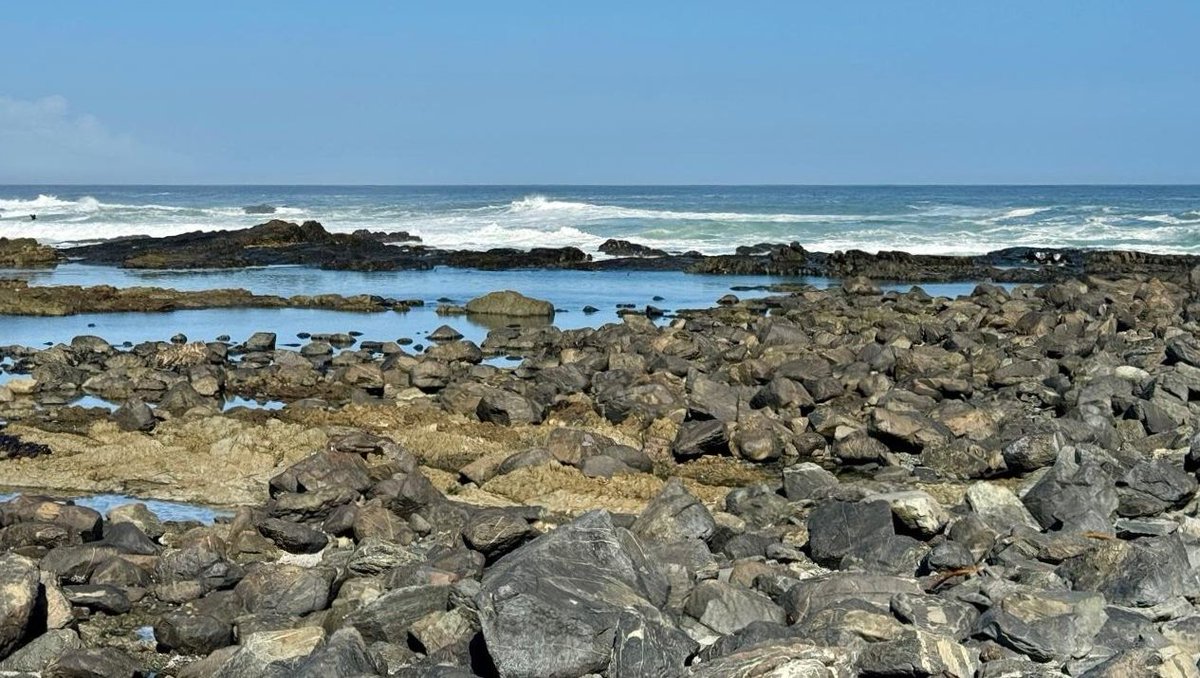 SpringfonteinE's tweet image. Good morning from Pebble Bay at Springfontein Estate! 🌼 Did you know the ancient sea traps here utilized tidal flows to catch fish sustainably?
Learn more in our latest blog: l8r.it/6Lyh

 #SpringfonteinEstate #PebbleBay #Fynbos #AncientHistory