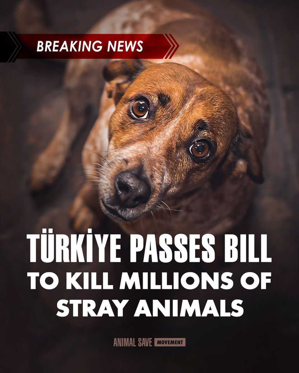 felineguardians's tweet photo. We urge #Turkey to reconsider the bill that would lead to the killing of millions of stray animals. Some citizens are interpreting this as a license to abuse animals and devalue their lives. This is damaging the reputation of Turkey and Istanbul as a cat-loving place. https://t.co/B1dSwb2JO9