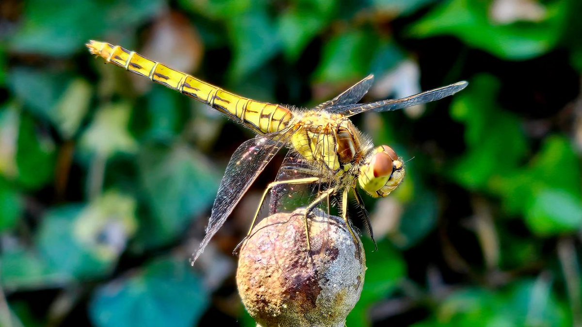 Motormiss's tweet image. Mooi deze libelles zomaar in m'n achtertuin, hun gezichtjes vind ik zo bijzonder 
#libelle #dragonfly #insecten #indetuin #Andel