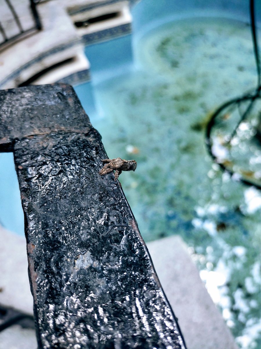 sanadesdedentro's tweet image. ¿Algún X's experto en insectos, me puede decir que es este tipo de bicho? Primero pensé que era mugre del barandal, pero al acercarme me dí cuenta que realmente era un ser vivo #Bugs #answerme