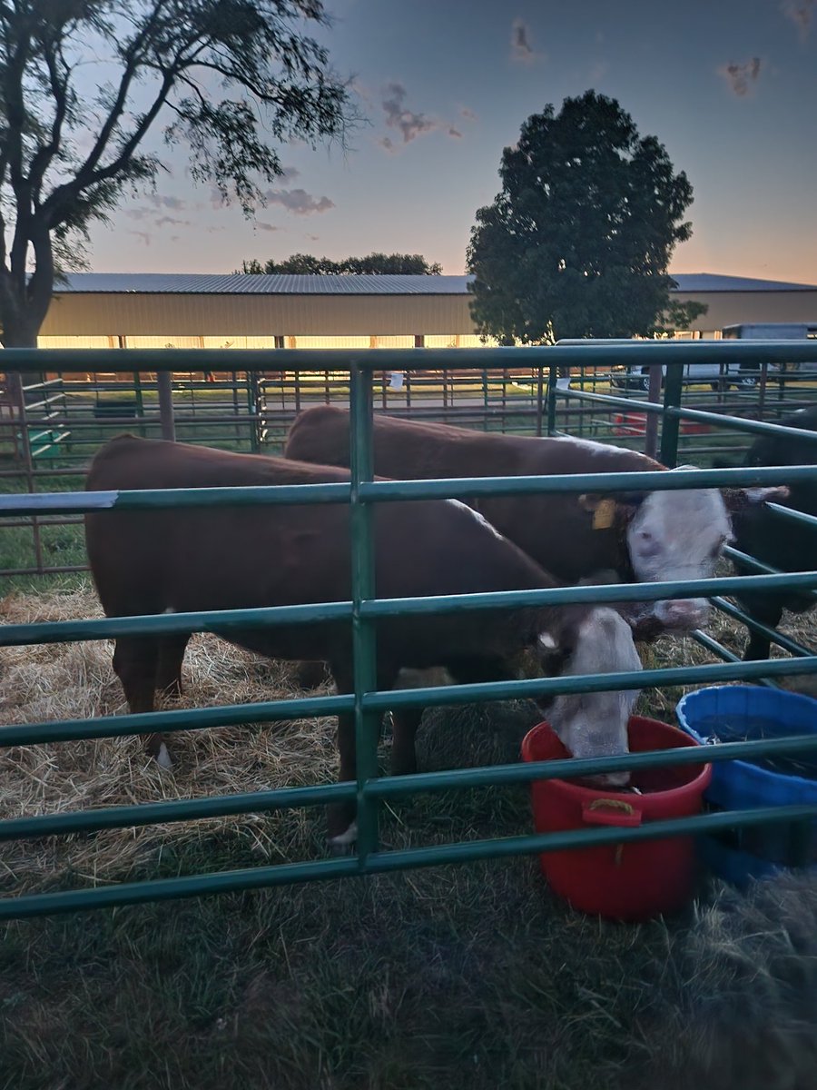 llockefield's tweet photo. State Capitol by day...
County Fair by night...
It's a wild ride, friends!
#IntersectionOfWorkAndMotherhood #AllGood #MiddleAmerica https://t.co/lDYtvoh7JK