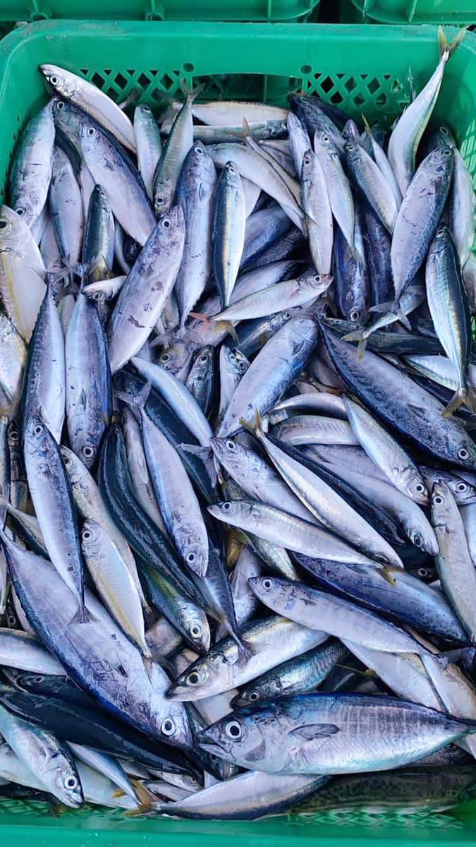 Hanrilalimbat's tweet photo. Jumat(26/07/2024),Hanri Piet Lalimbat,Luhkan Kab.Bone Bolango,melaporkan prdksi,KUB Penantang Badai, Ds Tamboo. API pncing ulur,hasil tngkapan ikan Campur (lyng, slr, tongkl, Cakalang) 43 kg dng harga jual Rp.18.000/Kg
#SatminkalBitung
#Luhlapor
@puslatluhkp
@djpt_kkp
@bpppbitung https://t.co/lOupKOQB0j