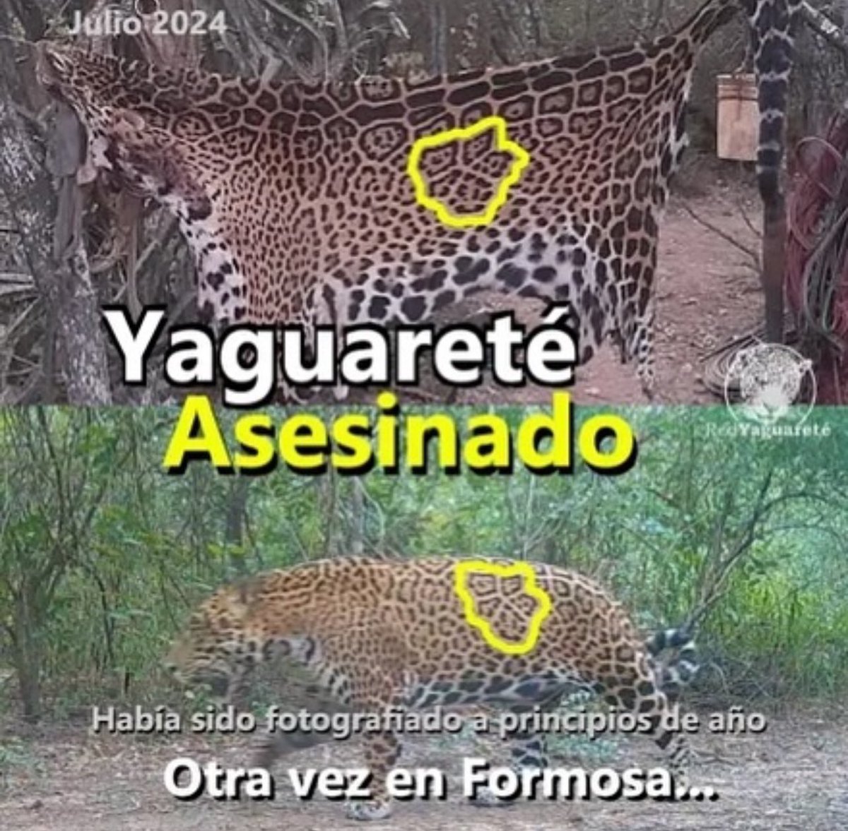 guadavazquez's tweet photo. 🚨 #GRAVISIMO #Yaguarete Caza furtiva en Formosa! 
Sólo quedaban 5 ejemplares de esta especie en Formosa, y dos fueron cazados en el último año y medio!!! 
Desde el gobierno de Formosa informaron que ya han dado con los responsables y se le dio intervención a la Justicia.
¿Habrá un fallo ejemplificador o será como todo en este país? 
El Yaguareté está en situación crítica al borde de la extinción y fue declarado Monumento Natural de la Argentina, entre otros esfuerzos para proteger la especie. Esfuerzos que caen en saco roto si los gobiernos provinciales, como el de Formosa, no aumentan los controles y las penas.