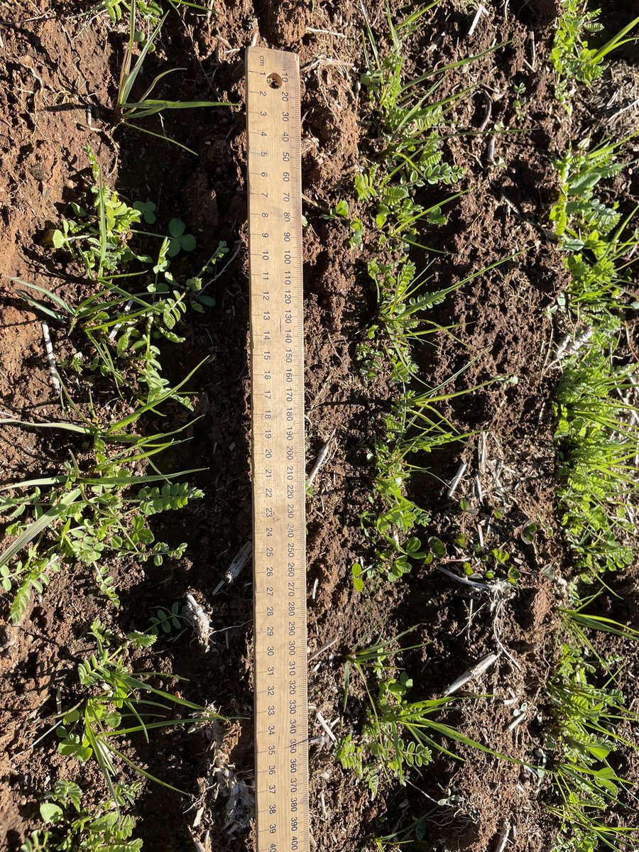 Excellent morning for establishment counts at the acid soil research site Toogong. 7 pH profiles sown to either Lucerne chicory or tall fescue mixes with serradella and gland clover <a href="/meatlivestock/">Meat & Livestock Australia</a> <a href="/PhilCranney/">Phil Cranney</a> <a href="/rickchayes/">Richard Hayes</a> @DrJasonCondon