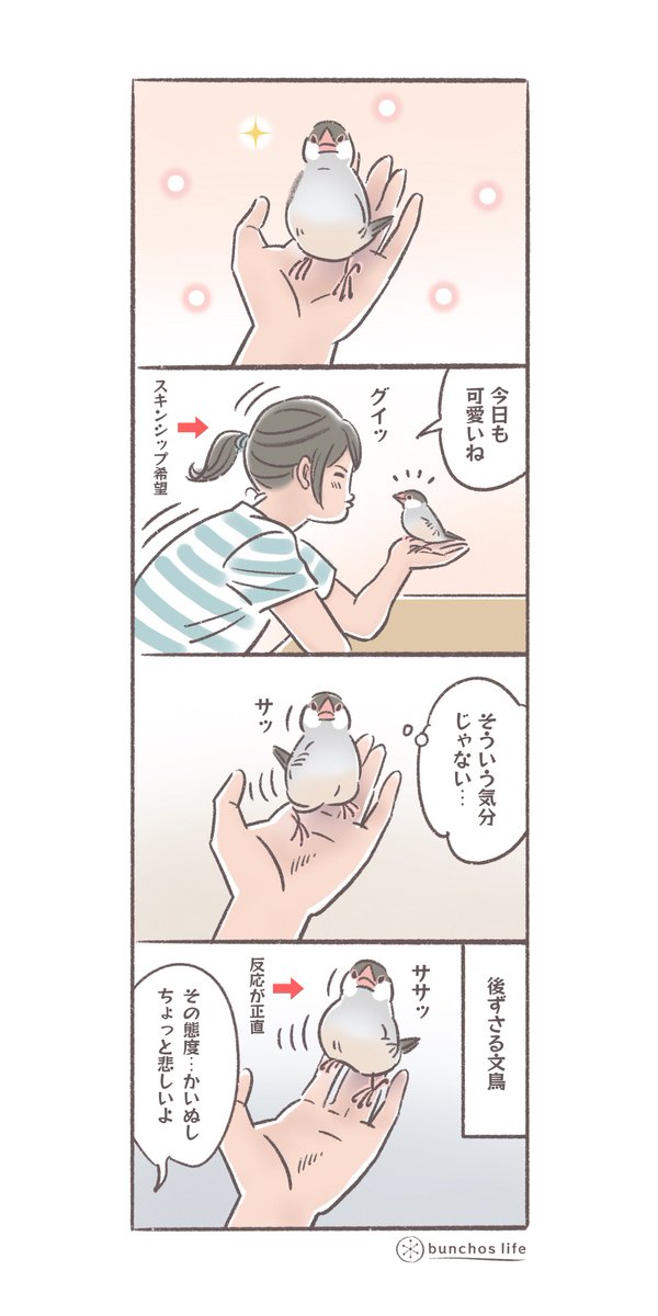 文鳥、後ずさりもできる
#文鳥 
#4コマ漫画 
