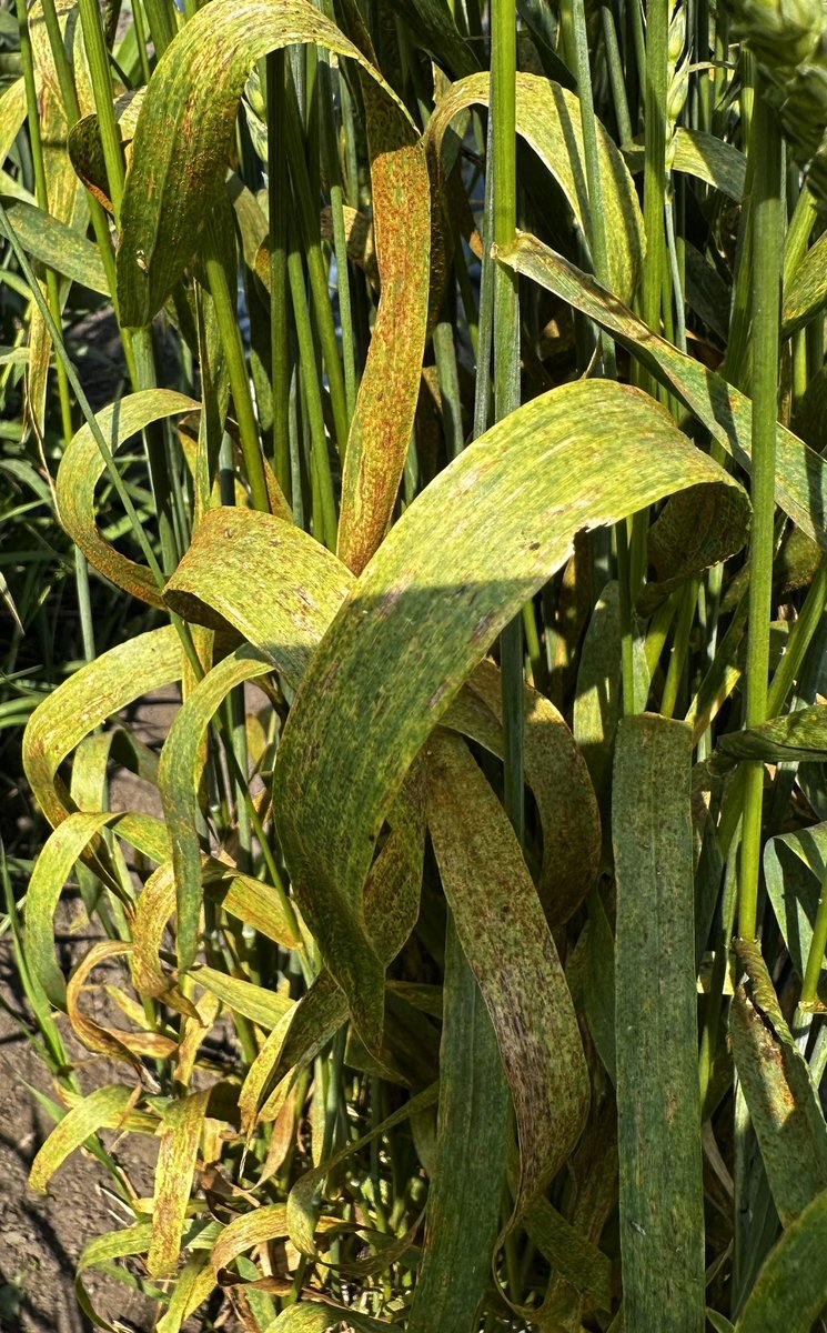 rustpathology's tweet image. Our inoculated leaf rust nursery at Langdon, ND displays 100% disease severity on susceptible checks. However, natural infection was negligible on other trials.