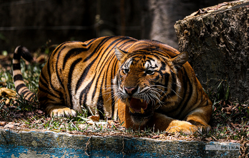 The Vibes tweet media