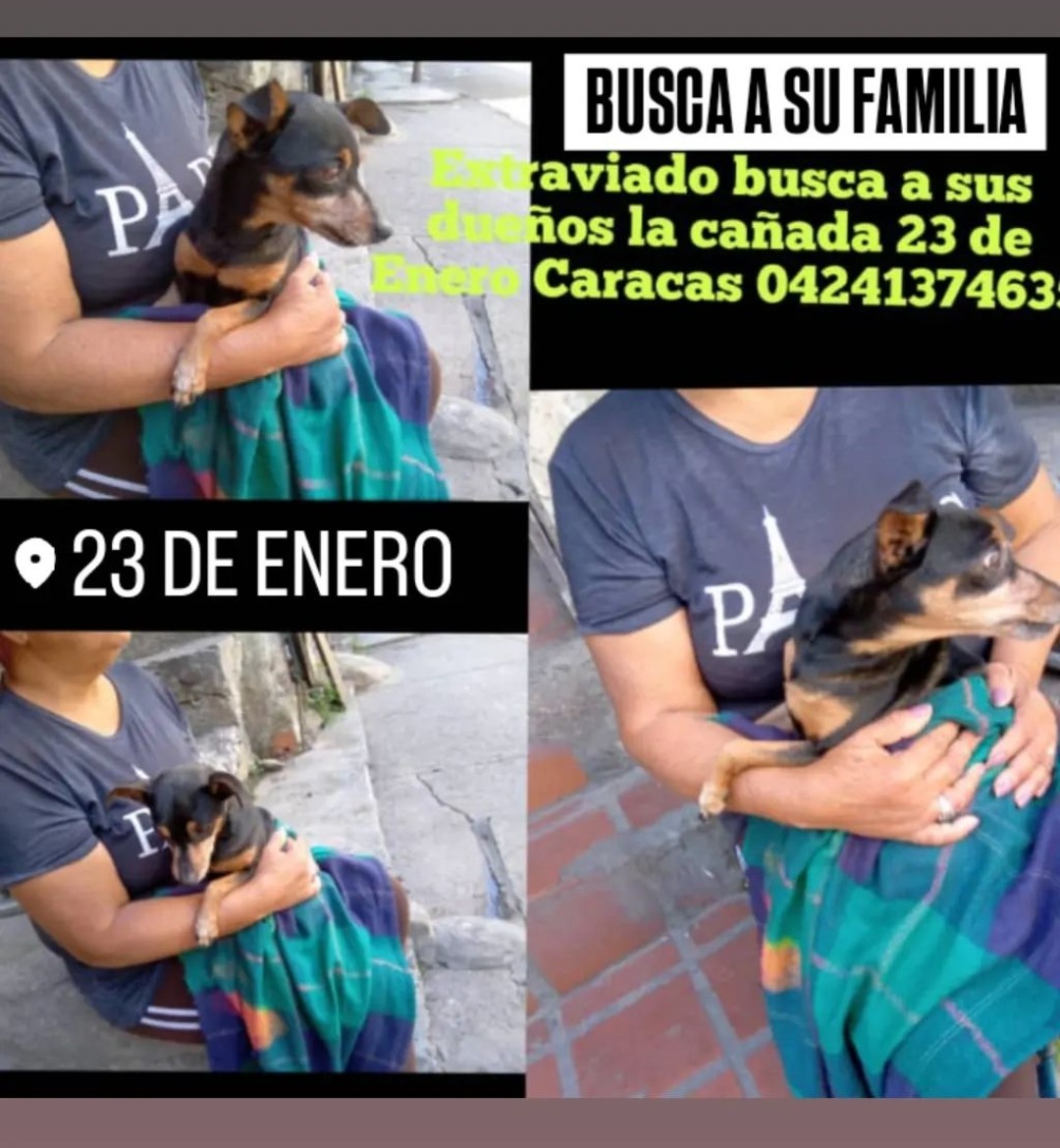 PerroUsuario's tweet photo. EXTRAVIADO, busca a su familia humana, La Cañada 23 de Enero Caracas https://t.co/cLpt6utFlT