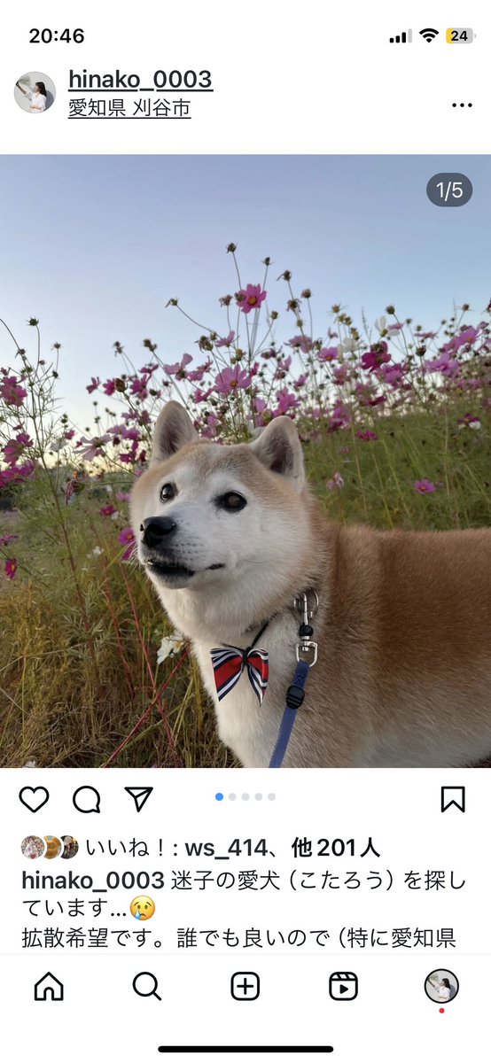 cotaroo77's tweet photo. まだ愛犬見つからず。
現在画像の住宅地も捜索してます（ビラ配りなど）
どなたかのお宅で飼われてる可能性が非常に高いです。
最近柴犬を飼った方を見かけましたらDM下さい。
情報拡散どうかお願いします🙇‍♀️
#迷子犬 #保護 #保護犬 #柴犬 #住宅街 #東浦 #知多郡 #知多 #阿久比 #半田 #愛知 #拡散希望 https://t.co/mfeLrguFvL
