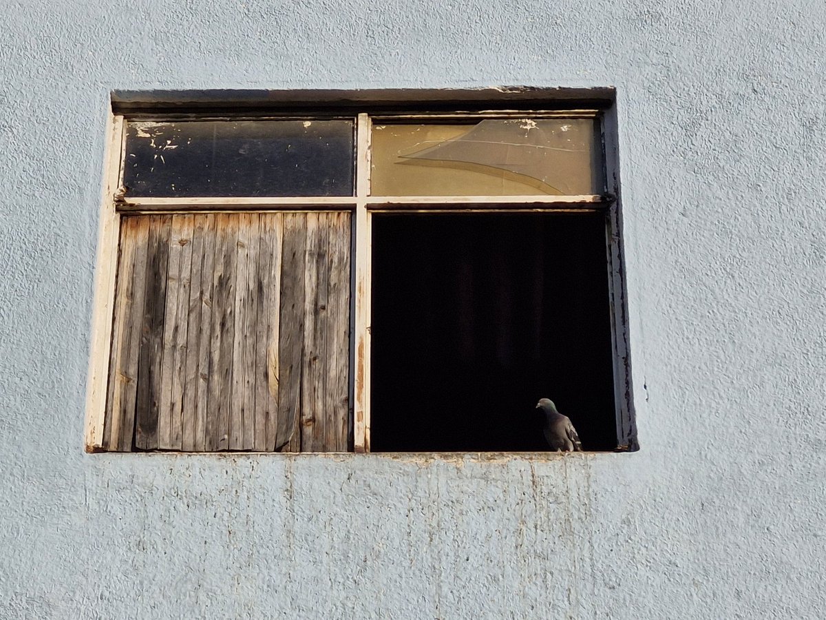 CR1SW4YN3's tweet image. Qué tal esta foto! Les parece minimalista? #minimalist #Photographie #city #pigeon #window