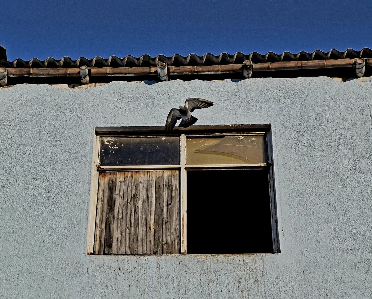 CR1SW4YN3's tweet image. Qué tal esta foto! Les parece minimalista? #minimalist #Photographie #city #pigeon #window