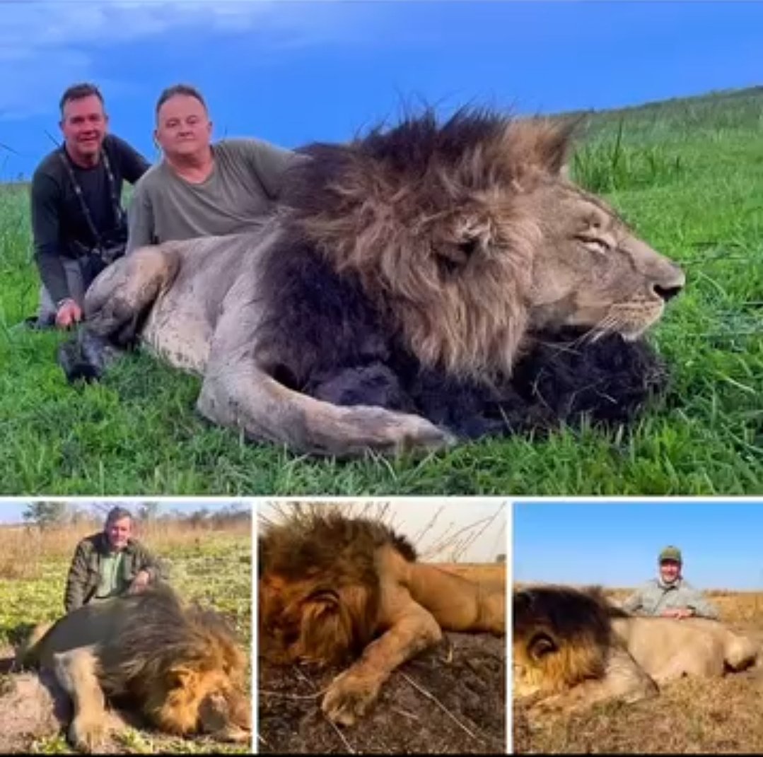 CWitvrouwen's tweet photo. General with his brother Mohawk were dominant males of a mega pride of 33 members. At just 7 years old General was a crucial part of the ecosystem.  His killing is not just the loss of a lion but a blow to the entire ecosystem and setback of the recovery of Kafue https://t.co/7WYyW7sBri