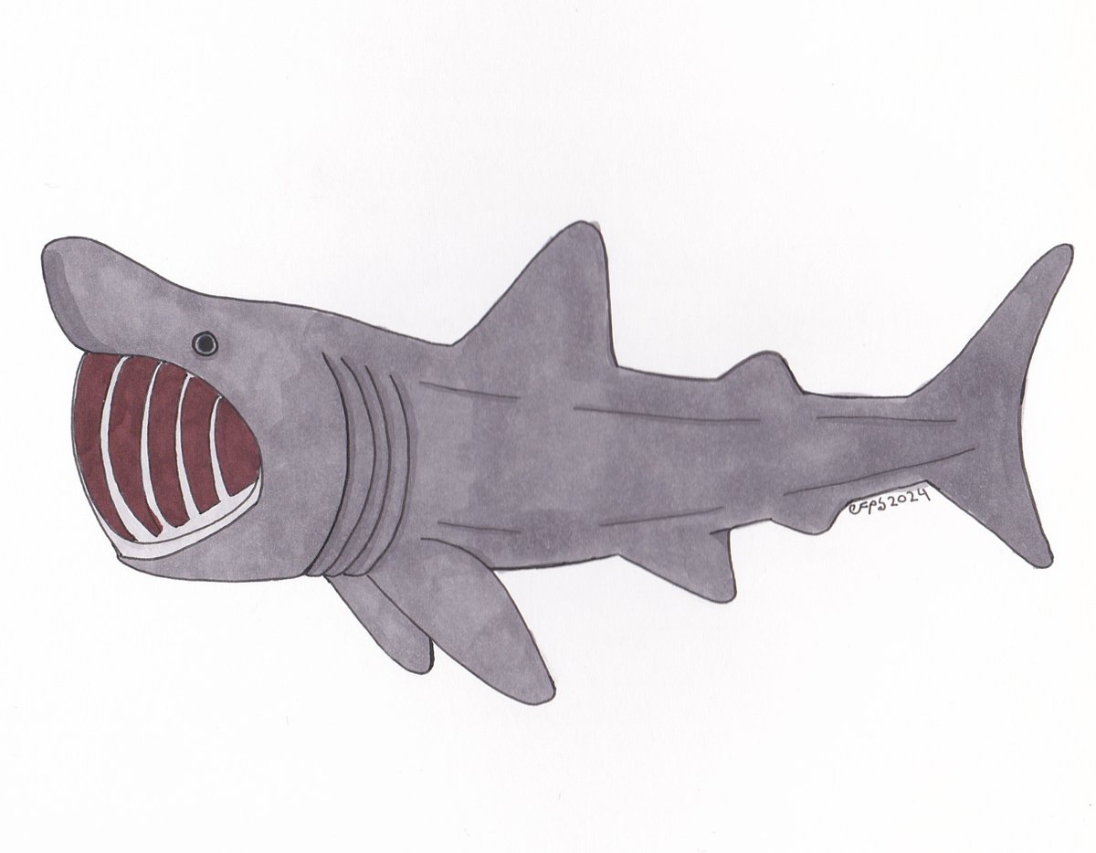 And #sharkweeksketchjam day 7......the basking shark! This one was the trickiest to draw for me lol 
<a href="/sharksketchjam/">✨Shark Week Sketch Jam🦈</a>