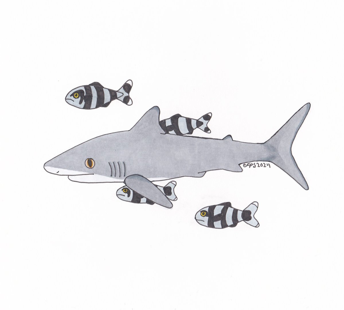 Catching up on uploading now! Day 4 of #sharkweeksketchjam : The Silky Shark! Along with some pilot fish:-) <a href="/sharksketchjam/">✨Shark Week Sketch Jam🦈</a>