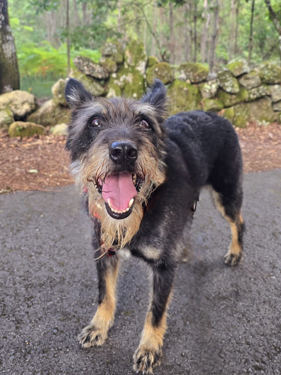 planetazarpa's tweet photo. Buen día familia bonita🐾
Está vez, aprovechando las horas de menos calor😶🌫️le tocó el paseo y aprendizaje a la #Kelva, lo hace súper bien,disfruta de oler,va serena y podéis ver lo reguapa y única que es.
#AdoptaUnPerroAdulto #Adoptaycambiaunavida 🙏🏼
Que tengáis un bonito día😘 https://t.co/uBJYPxSDer