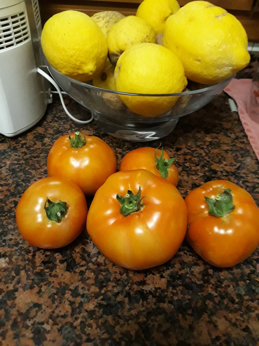 Slofli's tweet image. Llegar a casa y que la vecina te haya dejado unos tomaticos de su huerto...creerme, no tiene precio.
Buenos días Xtwiter@s  !