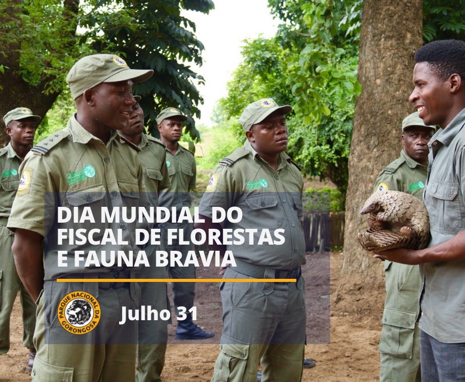 GorongosaPark's tweet photo. Os Fiscais da #Gorongosa reduziram a caça ilegal em mais de 70%! Todos os 269 fiscais foram treinados em conservação e direitos humanos.e têm experiência de campo. Em 2023, os Fiscais realizaram 1.141 patrulhas no terreno e também via aérea. #WorldRangerDay https://t.co/cGo0AFkgkG