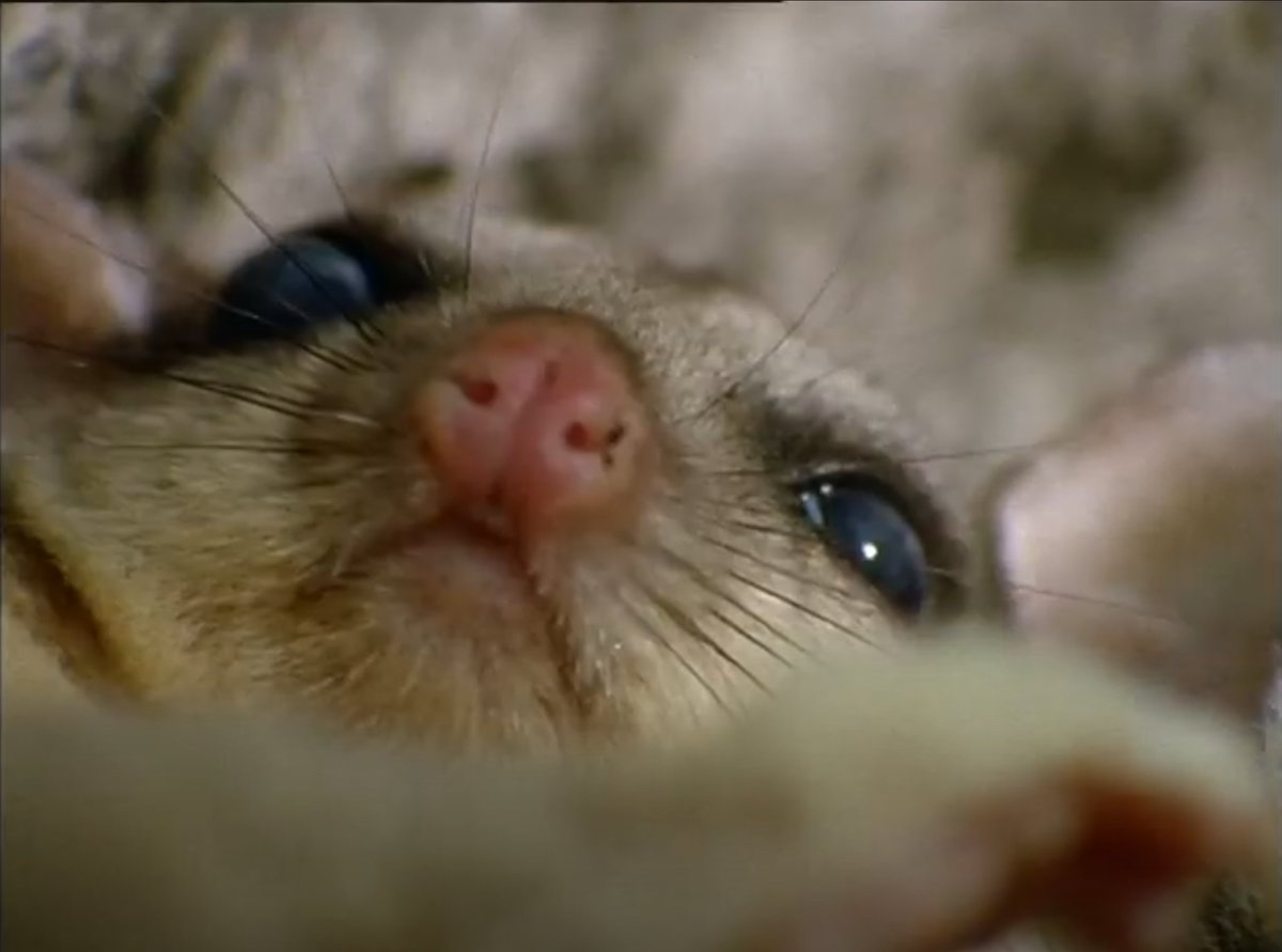 barcodedm's tweet photo. @DailyDael I was only going to skim through to get a vibe for it, but I ended up watching the whole thing. Many relatable moments, such as the expression in this screenshot. Thanks for this! The post-credits scene was riveting (ribbiting?) https://t.co/2iTYwPK6k1
