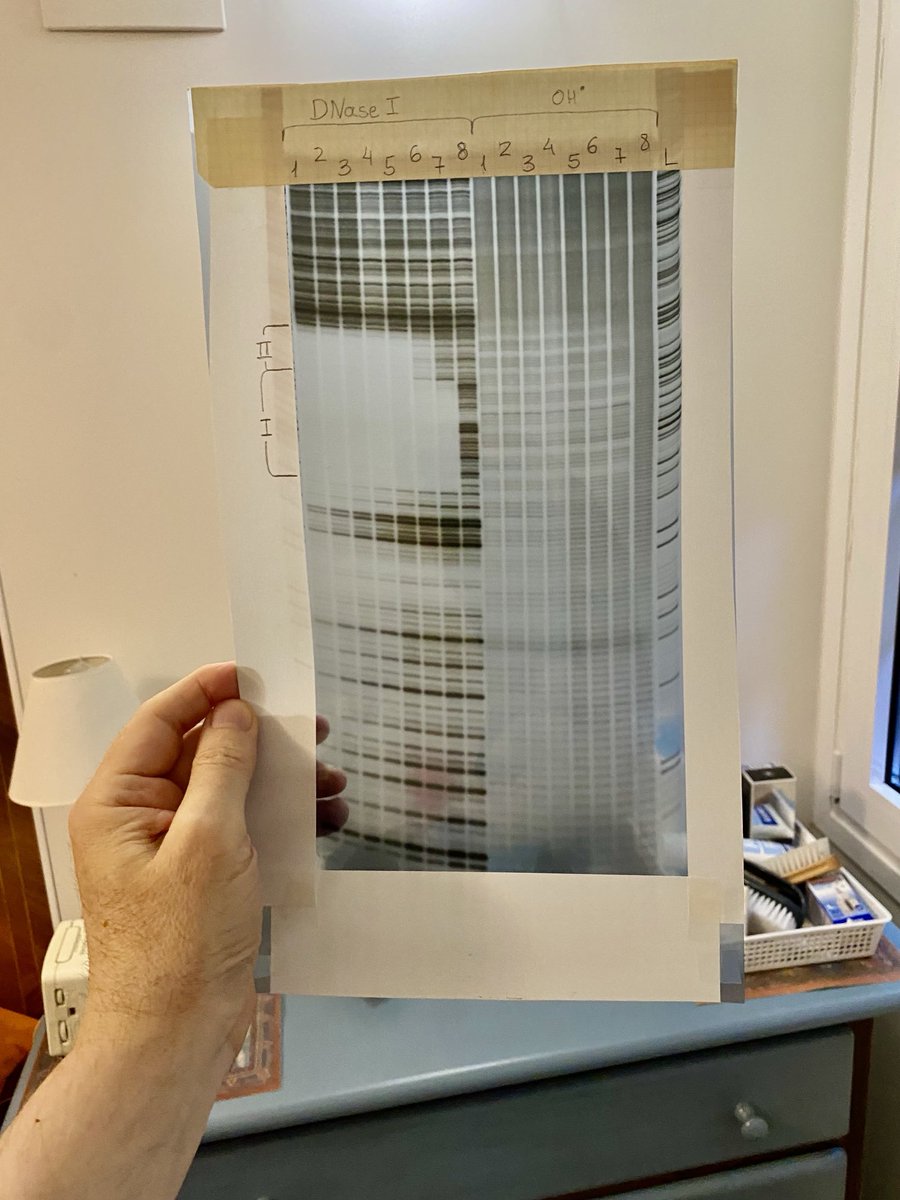 During an ongoing move I found this gem in an old drawer at home: The original DNaseI &amp; OH* footprint of the Fur protein of E. coli on the aerobactin promoter, which 1st identified the sequence of *iron boxes* in prok genomes. Done in UC Berkeley with technology of the mid-80s 😱