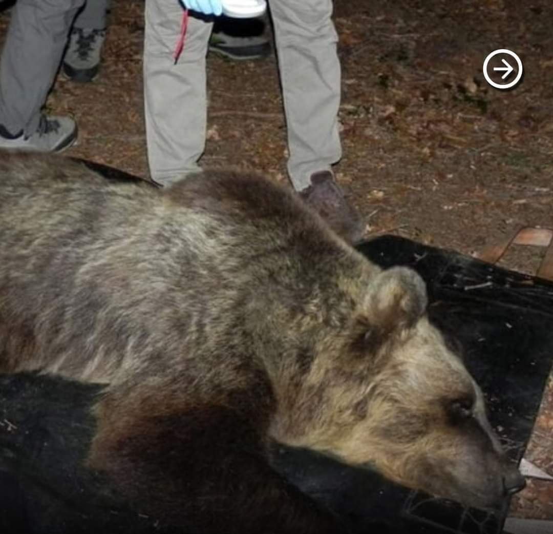 E ora potete andare tranquilli a fare le vostre corsette alle sette di mattina nei boschi, e i vostri caxxo di funghi.
Visto che ci siete, fatevi dare anche la carcassa, ci fate un po' di spezzatino per stasera.
#trentinoshame
#kj1
#Trentino
