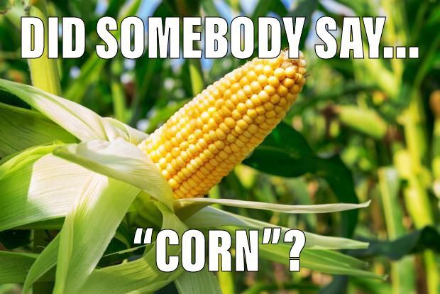 Don't forget - <a href="/PtboSpeedway/">PeterboroughSpeedway</a> is hosting a pre-race corn roast for all in attendance this weekend. We speak from experience - it is mighty tasty. 

Be sure to join us this Saturday to catch both the Just Foam It #OSCAAR Modifieds and JRS Auctions #OSCAAR Hot Rods in action.